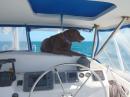 Guarding in the shade: when it got warm forward, she used the shade under the bimini to keep cool